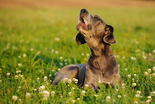 does howling hurt dogs ears