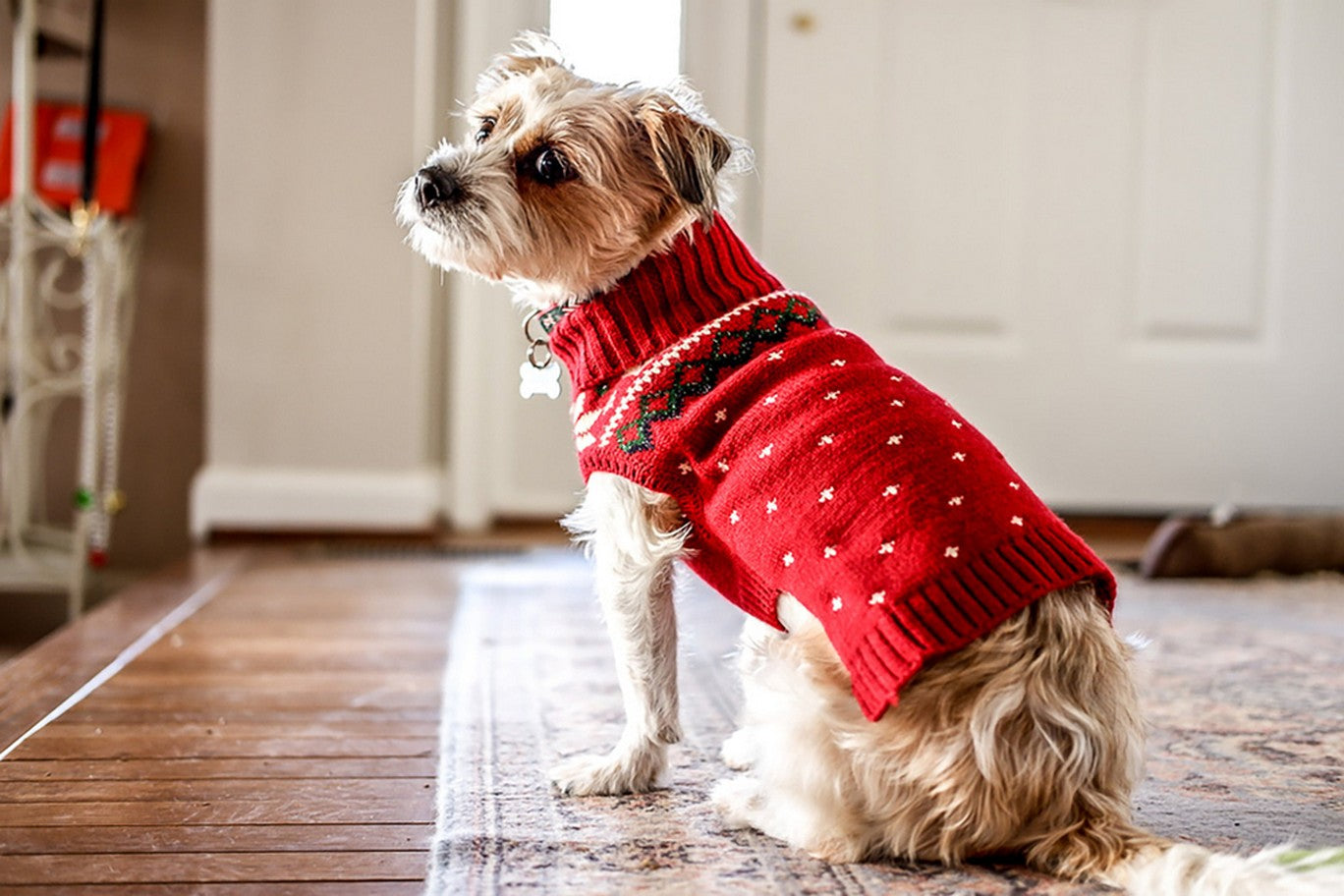 do sweaters help dogs