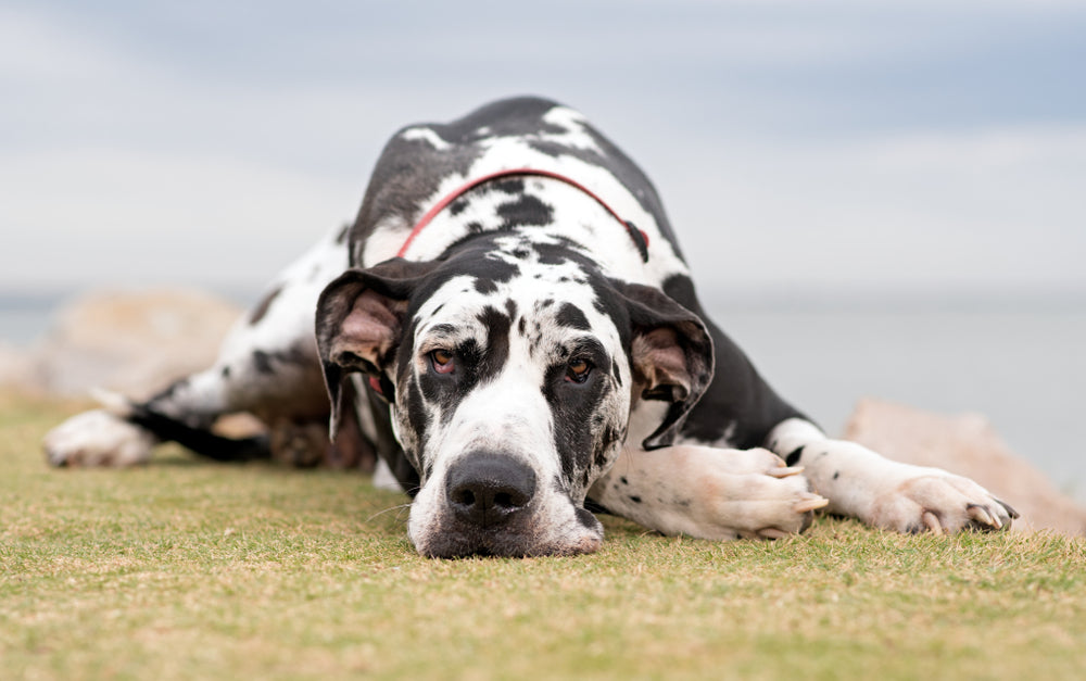 are all cats and dogs color blind