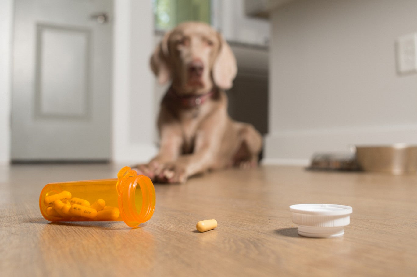what to do if a dog eats ibuprofen