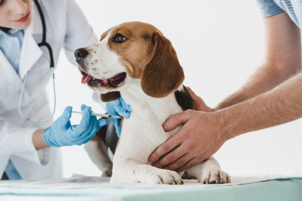 which vaccines do dogs need yearly