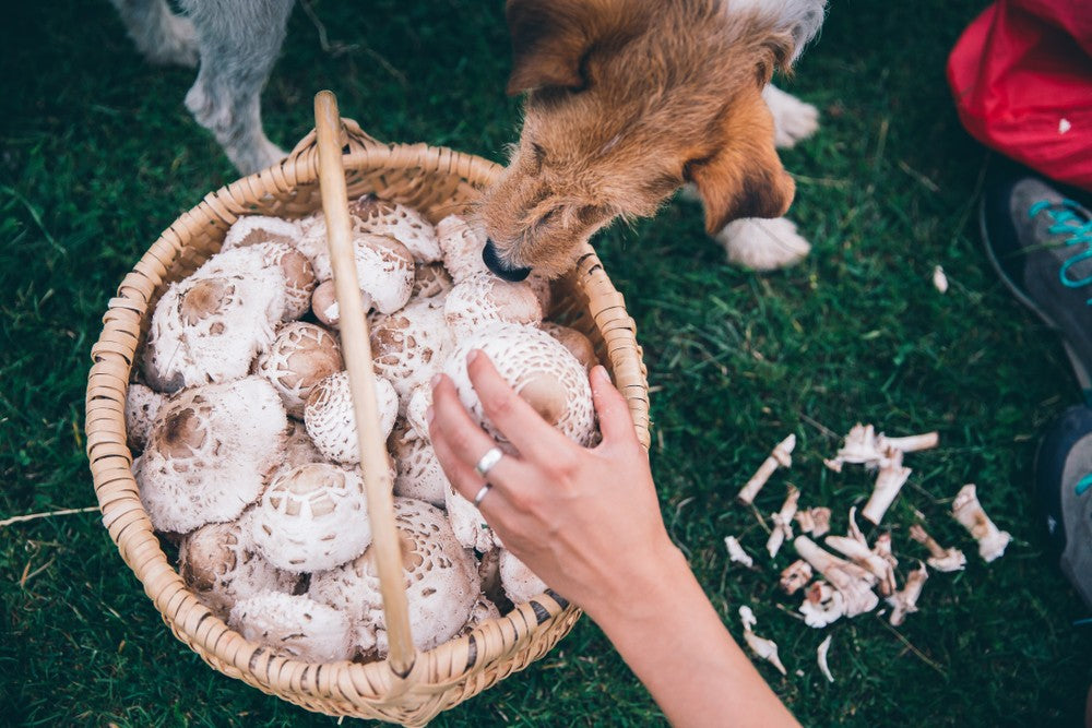 are cooked supermarket mushrooms bad for dogs