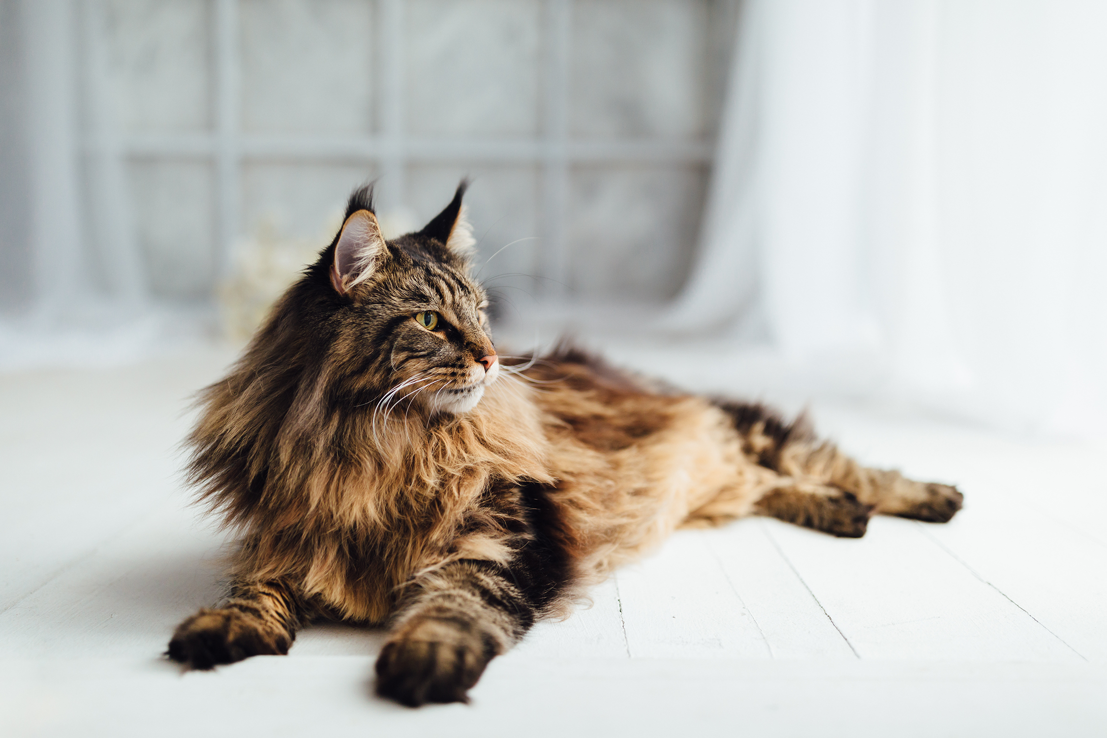 voorzien Marco Polo Namaak Maine Coons: Pet Profile | Dutch