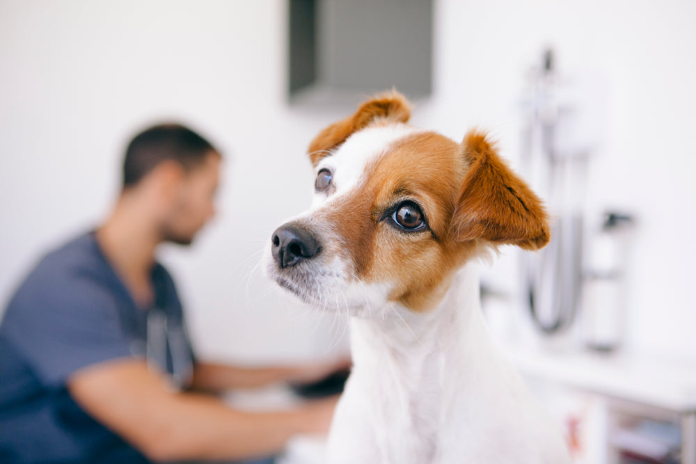 can dogs live with kidney stones