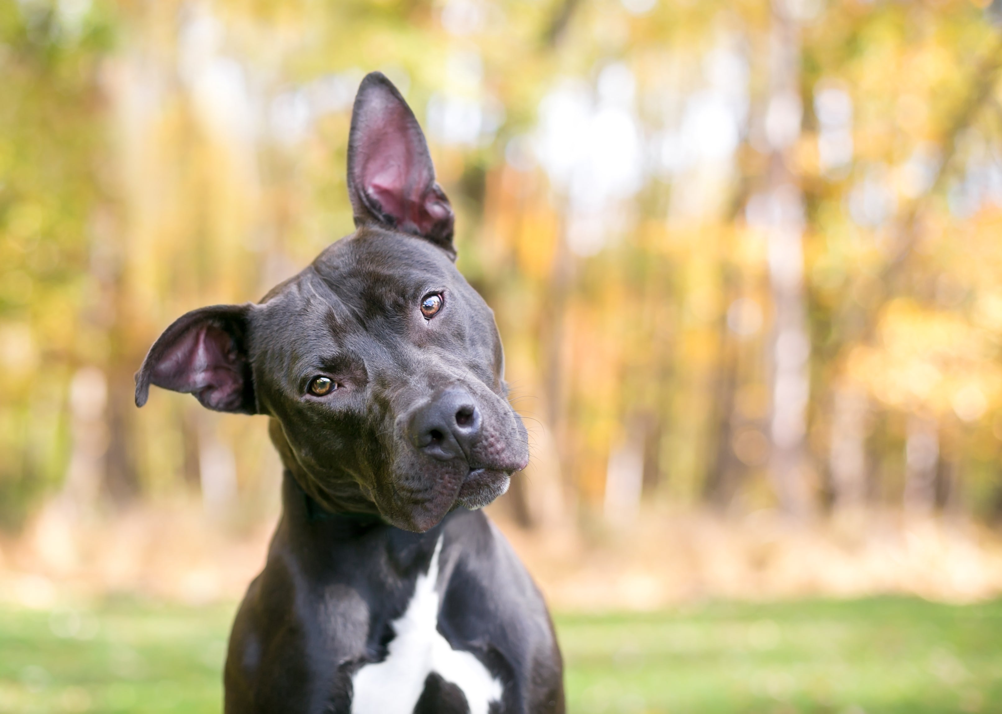 can vestibular disease in dogs be cured