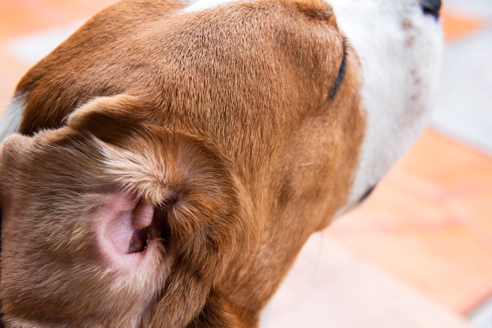 how do you train a dog with hearing loss