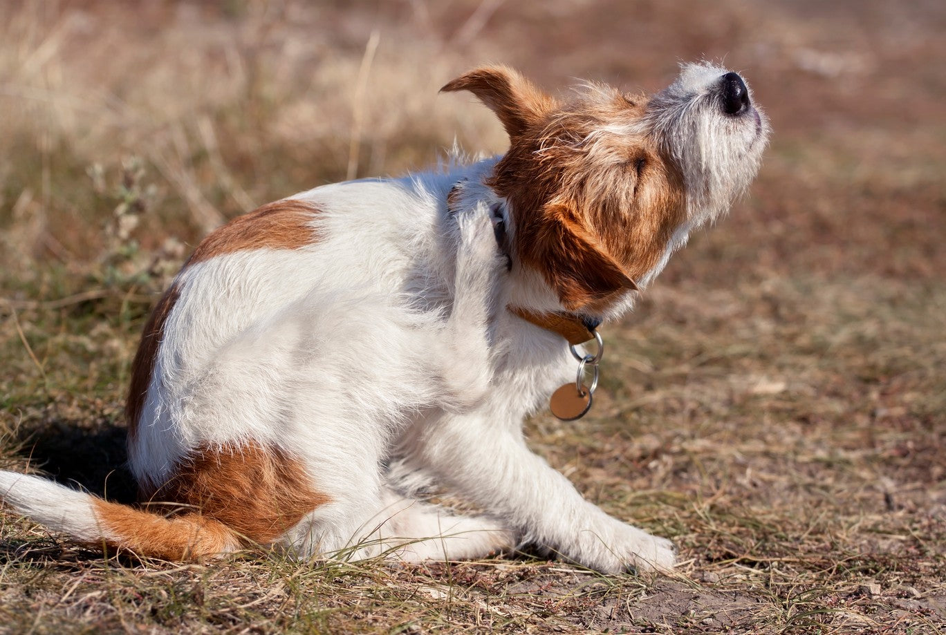 is puppy pyoderma contagious to humans