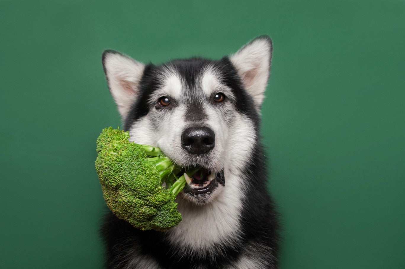 can dogs eat vegetables everyday