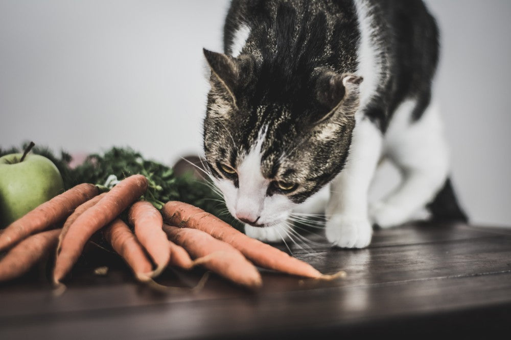 Can Cats Eat Carrots? | Dutch