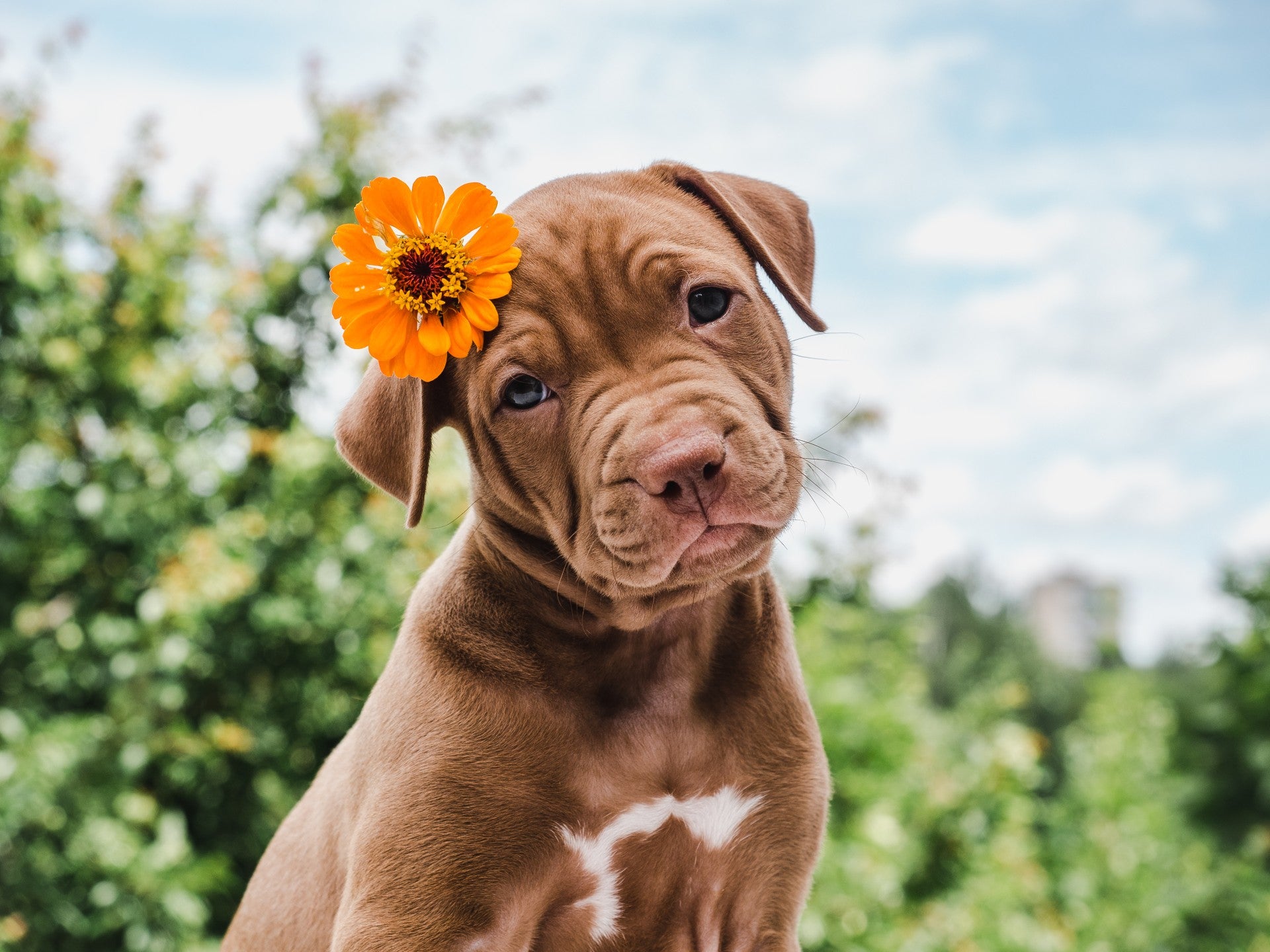 what color looks good on a brown dog