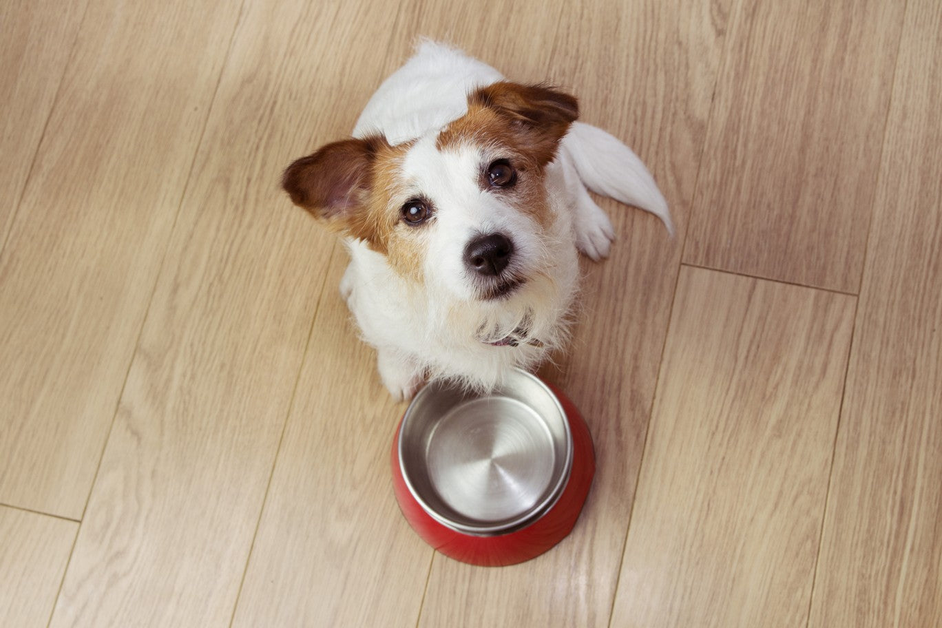 can dogs throw up from an empty stomach