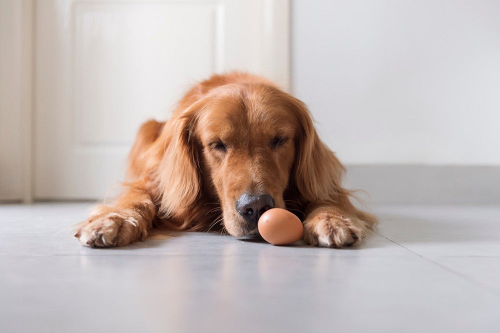 can puppies eat eggs