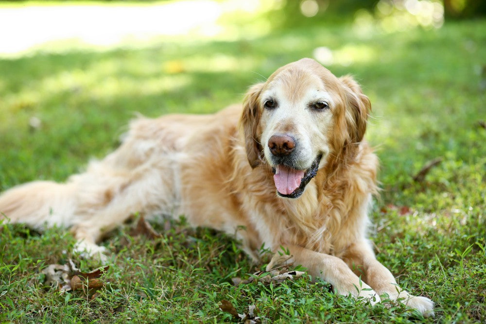 what is dog hypothyroidism