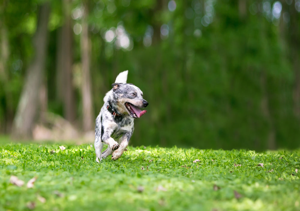 why do puppies have zoomies