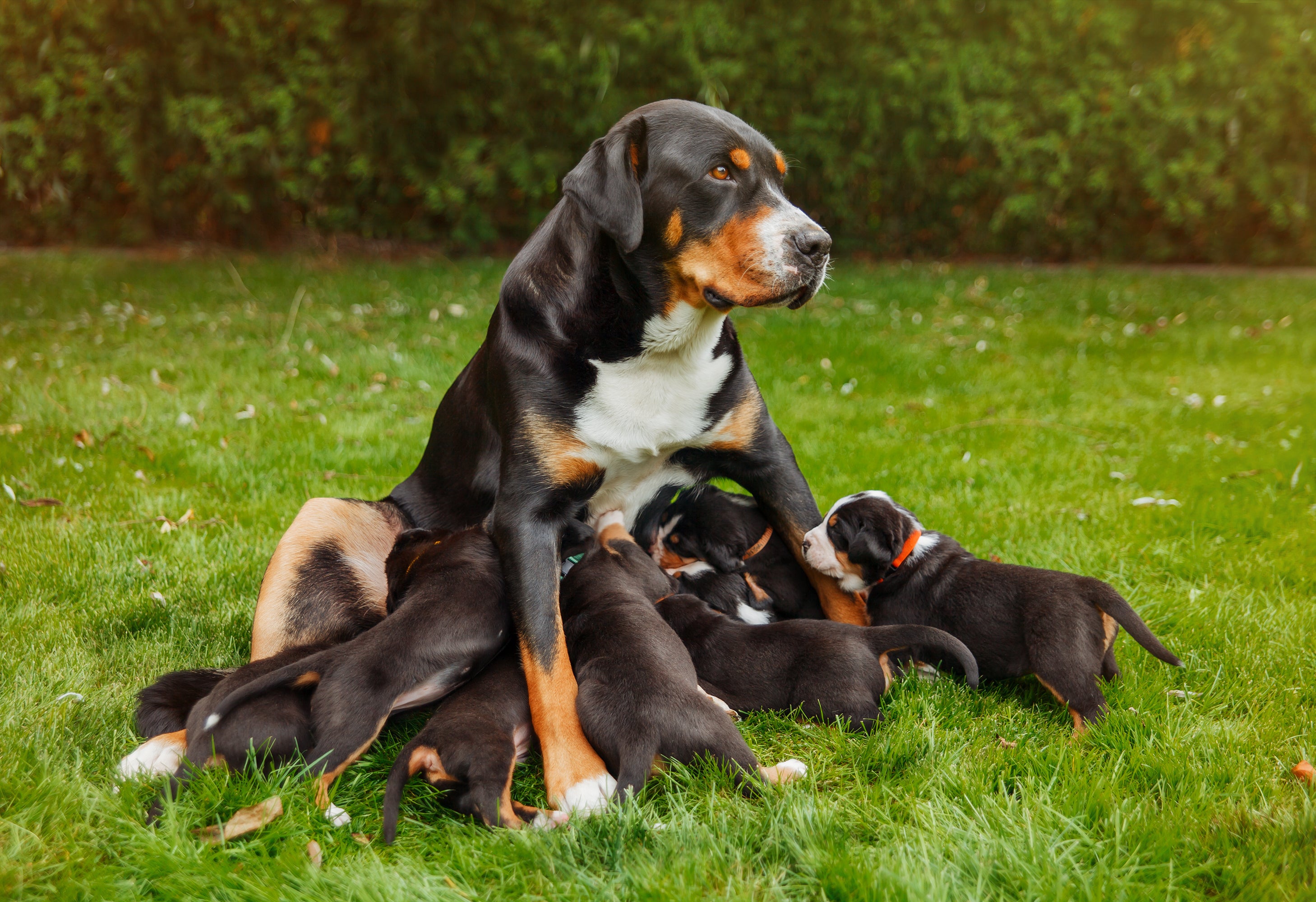 what does mastitis look like on a dog