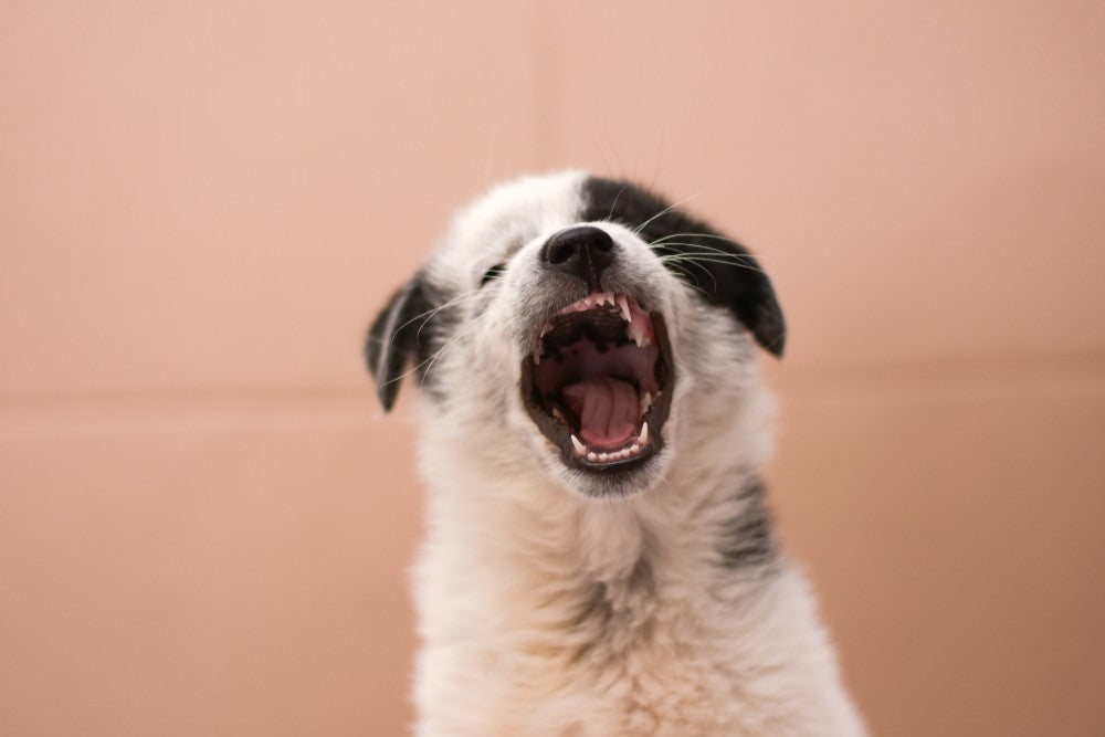 how long does it take for puppy teeth to come in