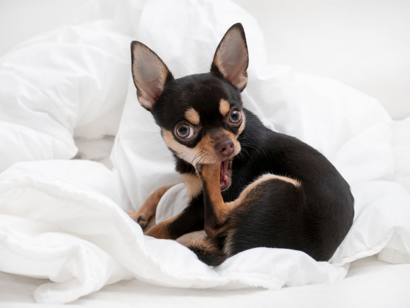 do dogs paw pads turn black