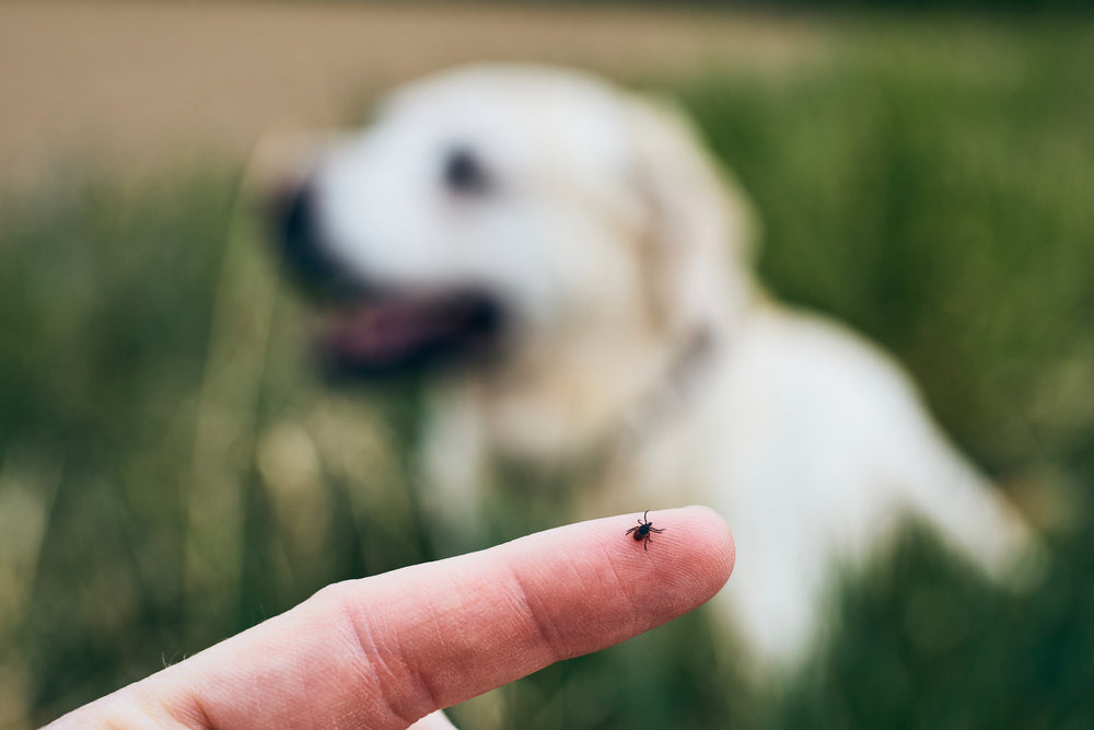 do ticks leave eggs on dogs