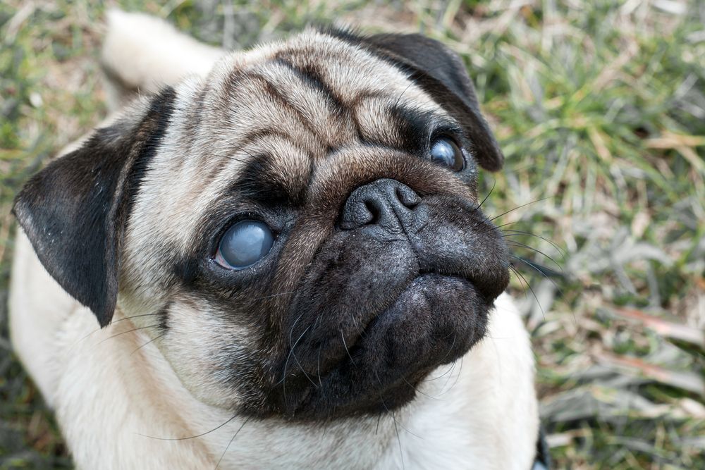 can cushings disease cause blindness in dogs