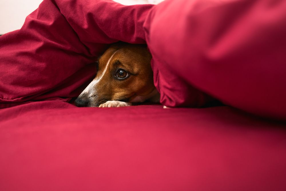 what causes panic attacks in dogs