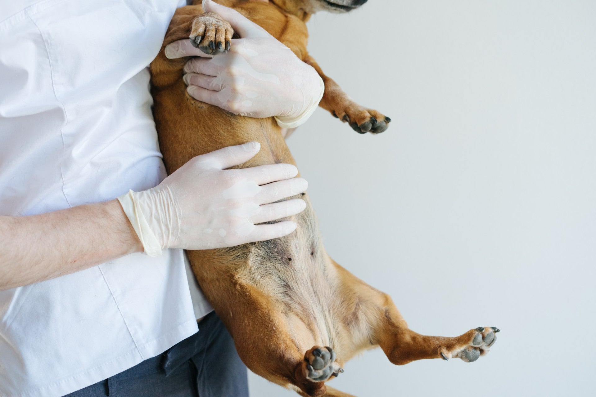 why do puppies stomachs bloat after eating
