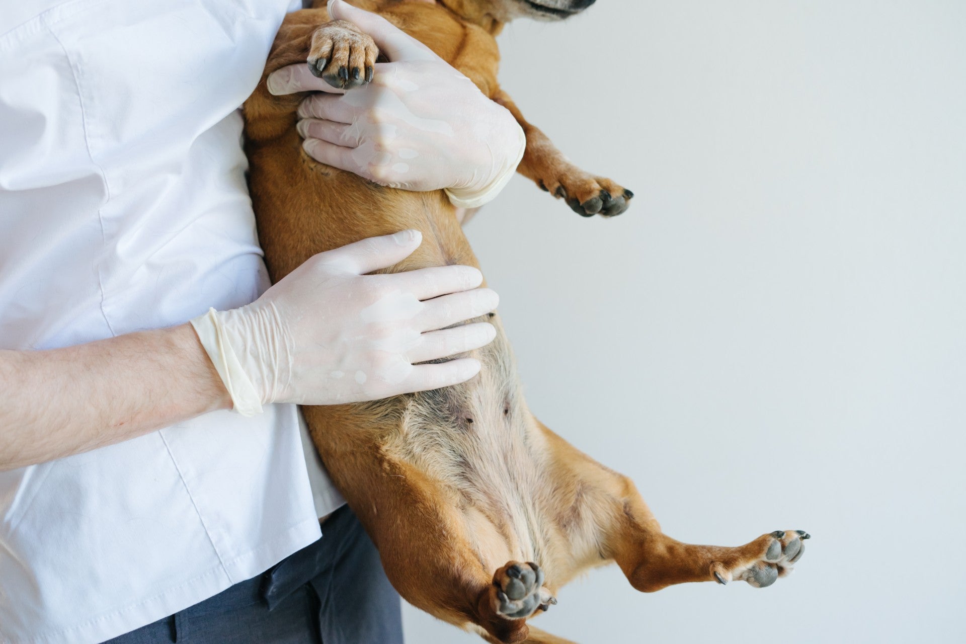 what causes bloating in dogs