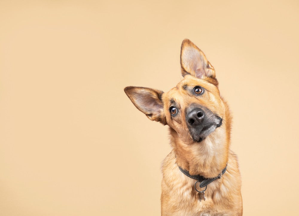 
  
    Dirty Dog Ears: Causes and Cleaning Tips | Dutch
  
  
  
  

