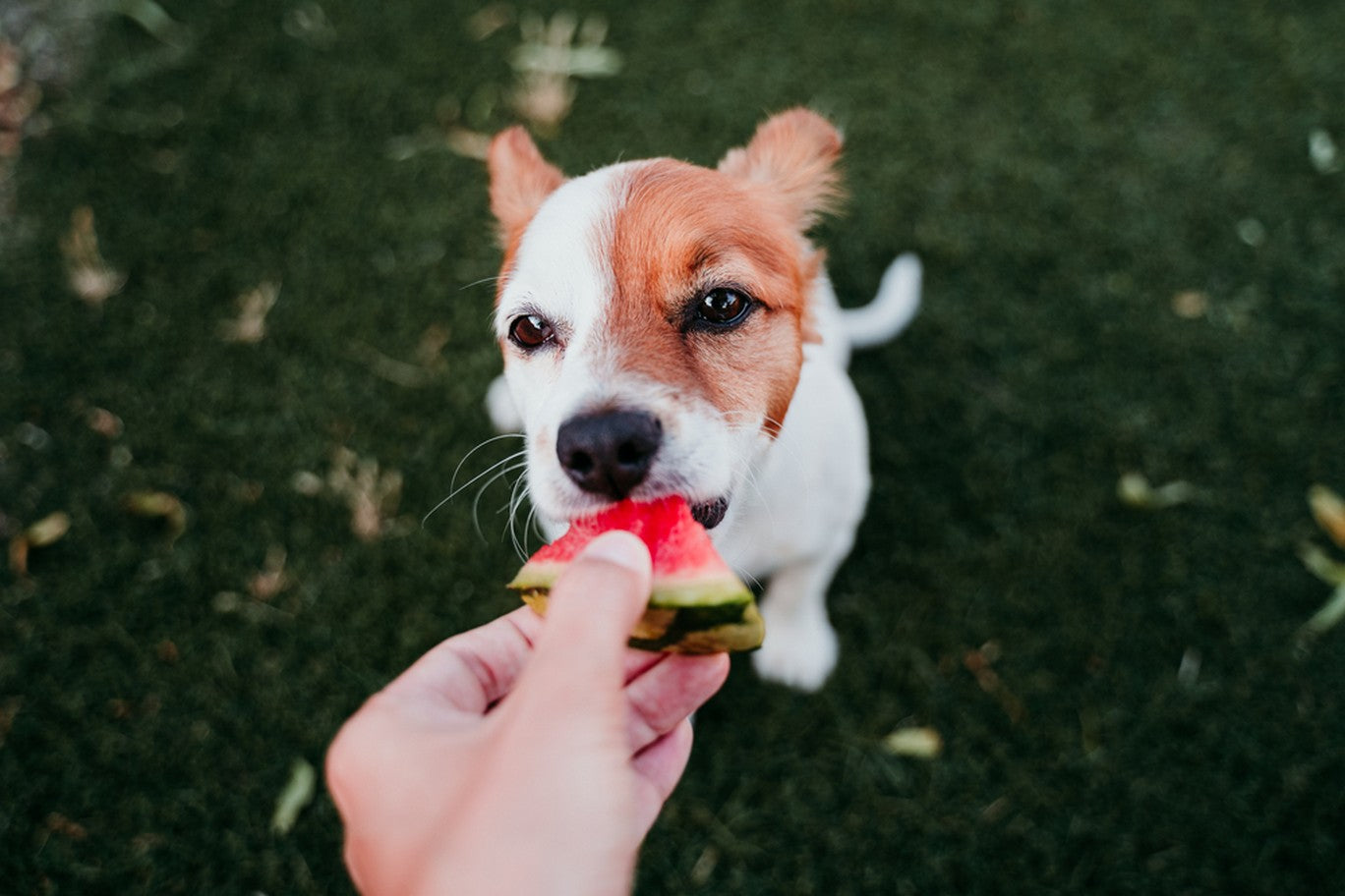 are peaches safe for dogs to eat