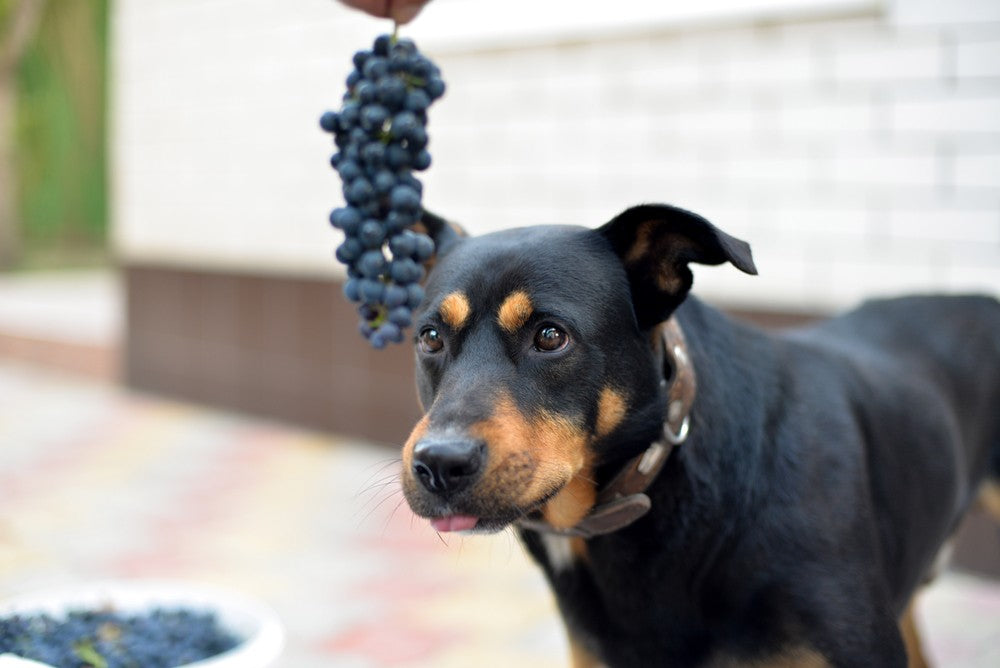 how long after eating grapes will a dog get sick