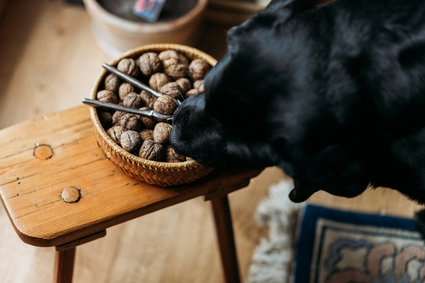 are california walnuts bad for dogs