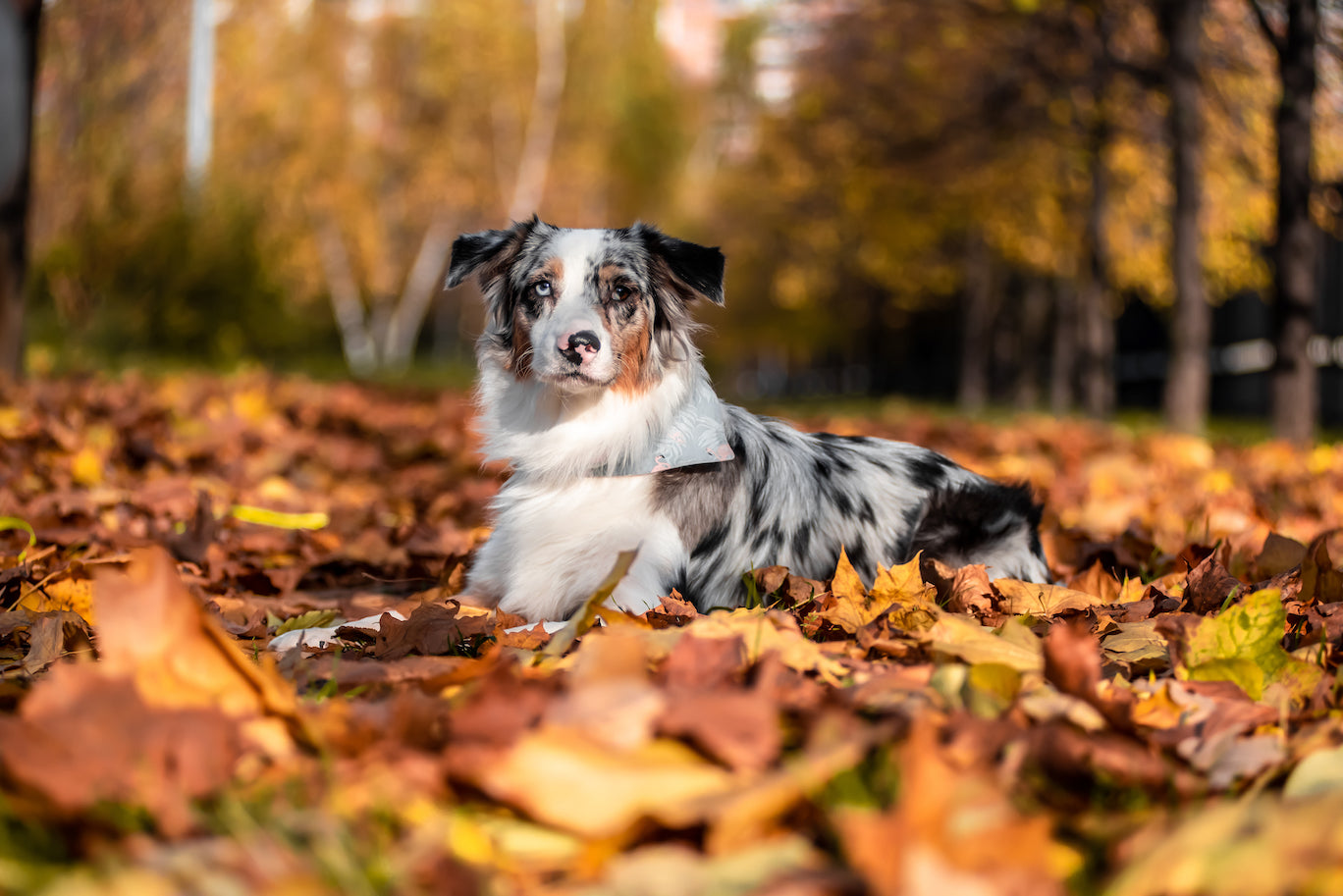 are australian shepherds prone to food allergies