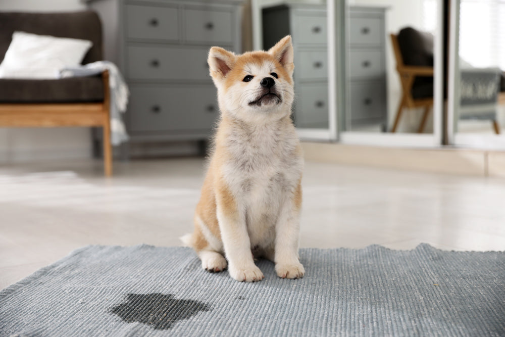 can anxiety cause incontinence in dogs