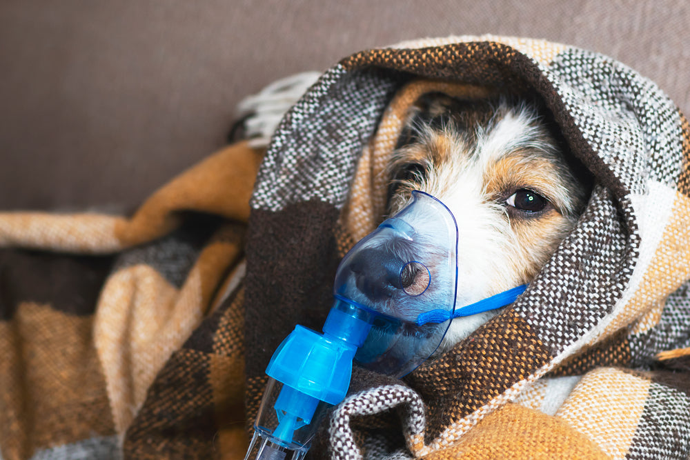 what do i do if my dog has asthma