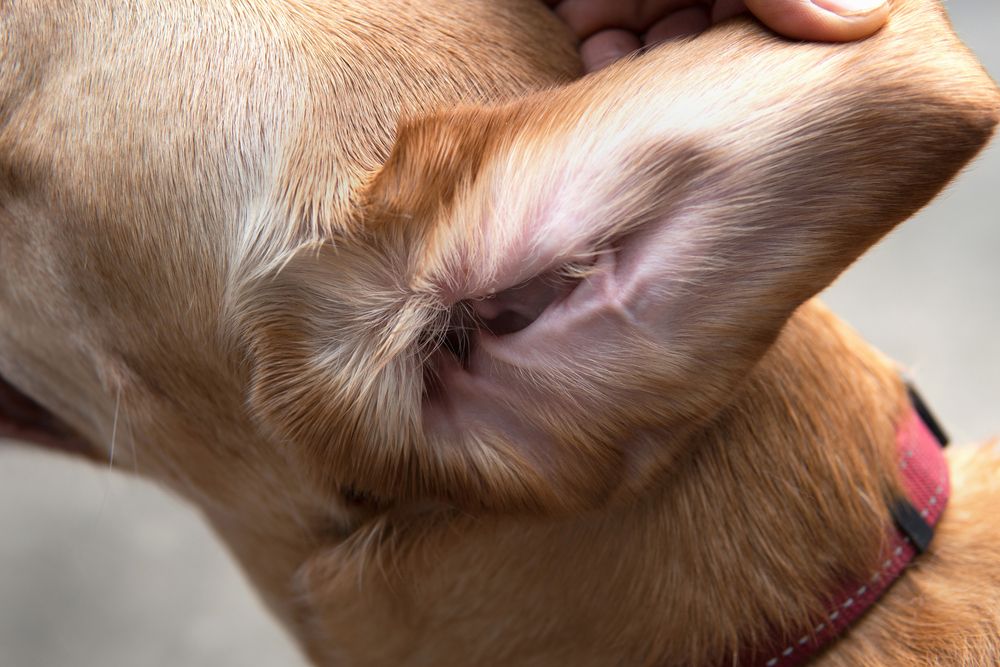 Dog Ear Mites Vs. Wax: How To Spot The Difference | Dutch