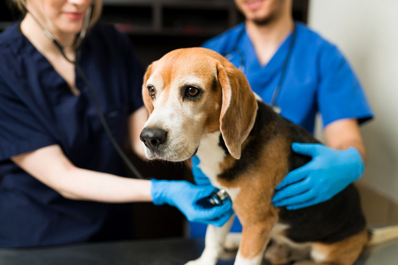 how do dogs get upper respiratory infections