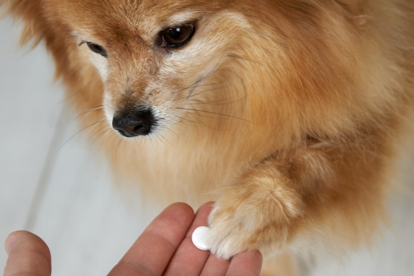 do antibiotics in dogs cause diarrhea