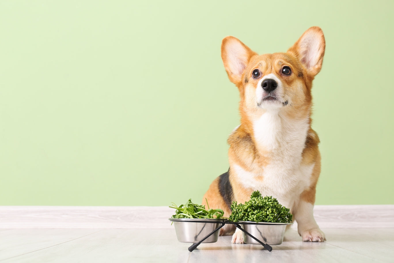 what spices are harmful to dogs