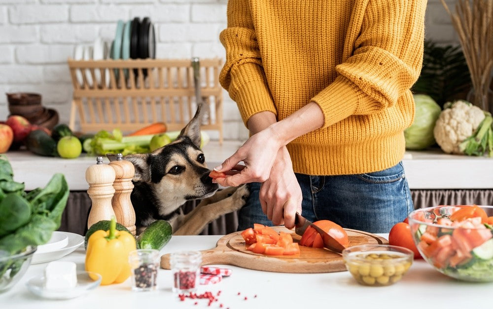 can dogs eat lettuce and tomatoes