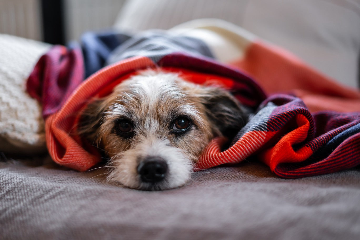 do hookworms cause pain in dogs