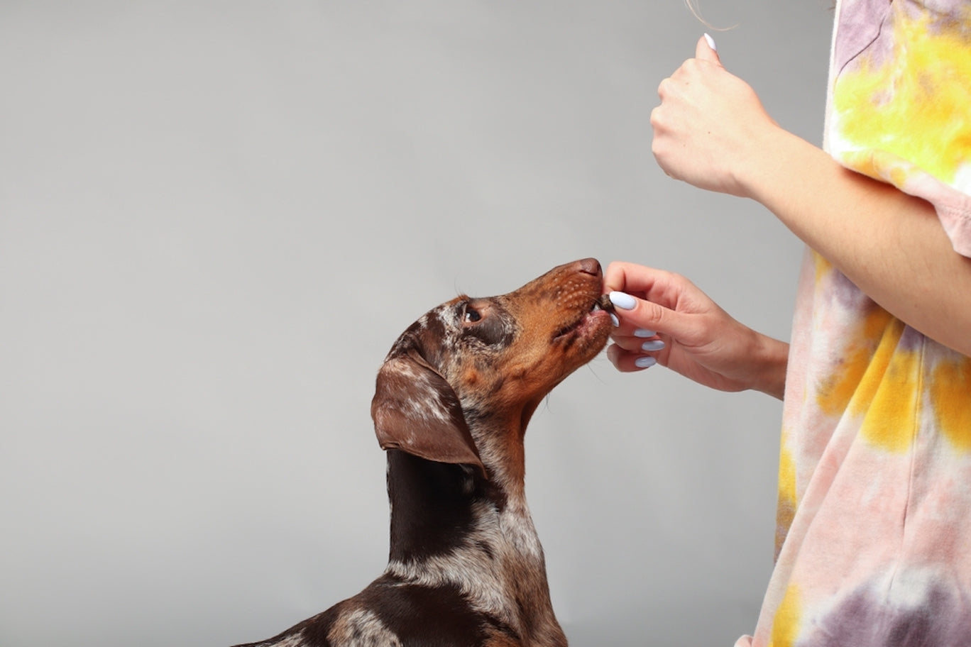 what human medication can dogs take