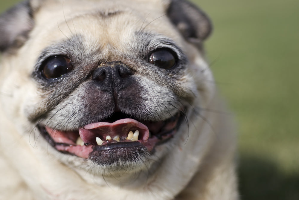 what causes halitosis in dogs