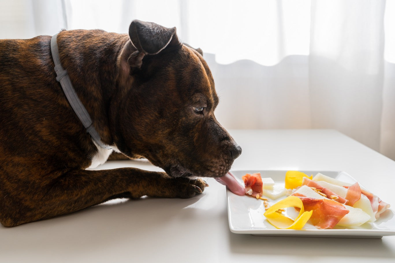is cantaloupe safe for dogs