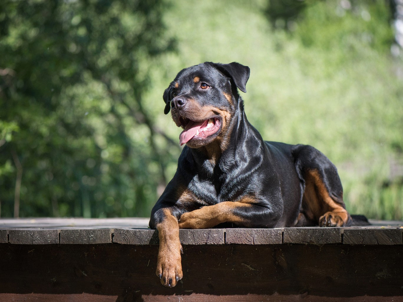 are rottweiler affectionate