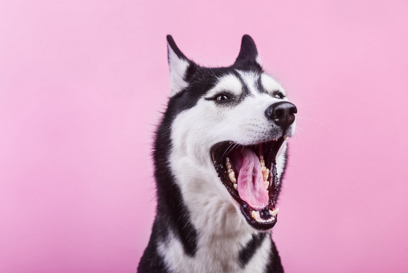 how is gum disease treated in dogs