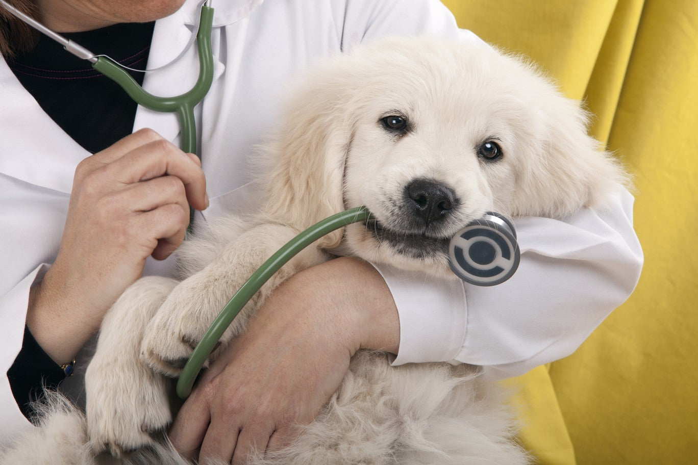 when should i take my puppy to the vet