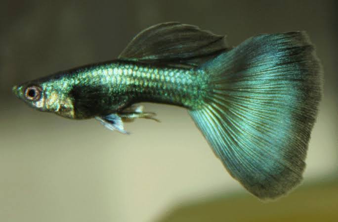 emerald blue guppy