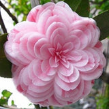 Camellia Flower of Alabama