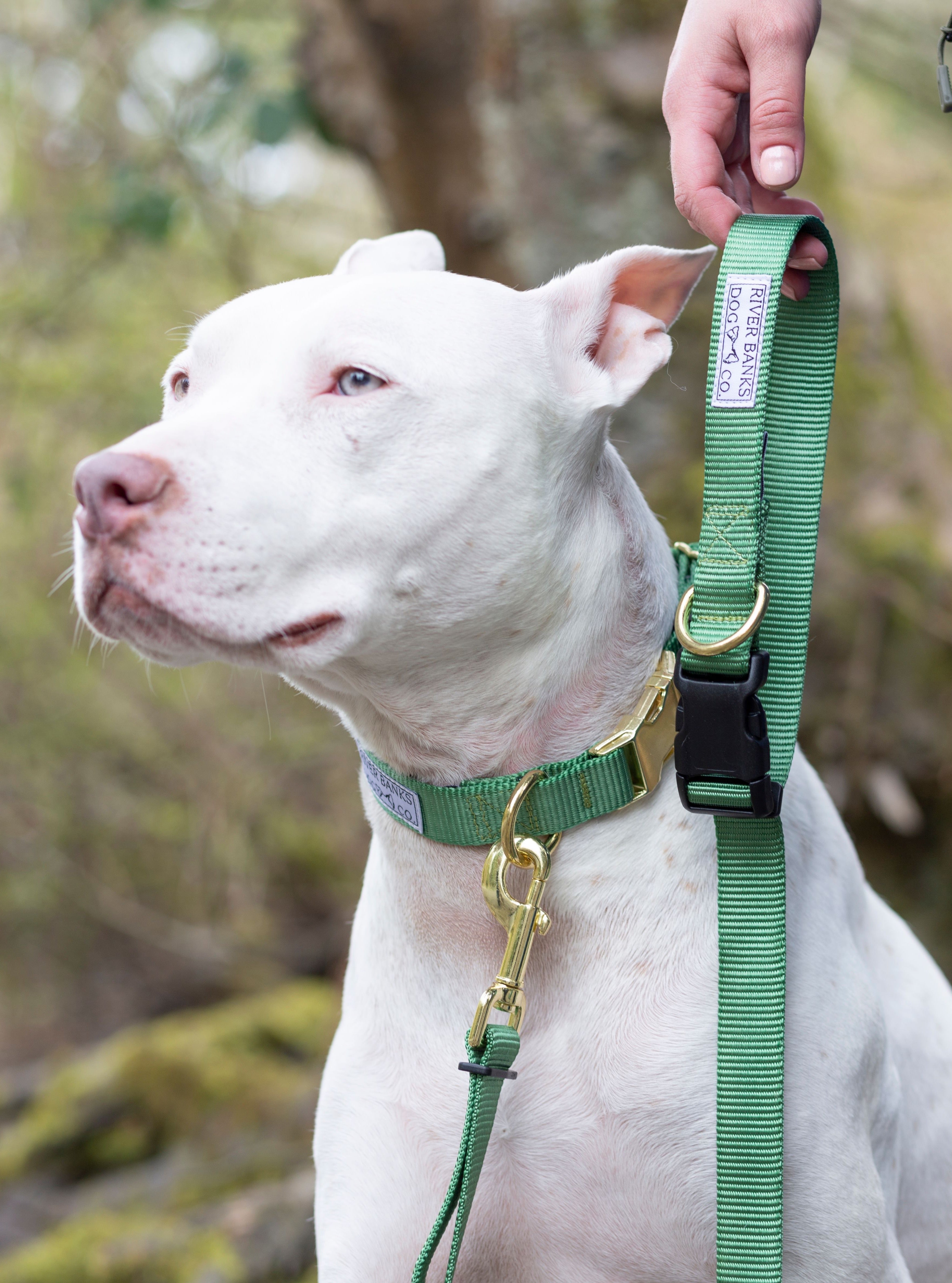 sage green dog collar and leash