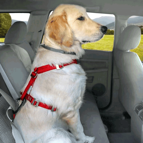 Buckle Up! Best Dog Seat Belts for Driving With Your Dog