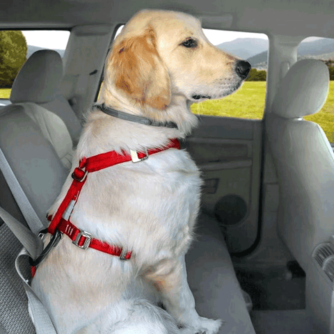 Dog Seat Belt, Seat Belt Harness